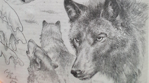 Image by Carolyn Edwards accompanying the story Blossom