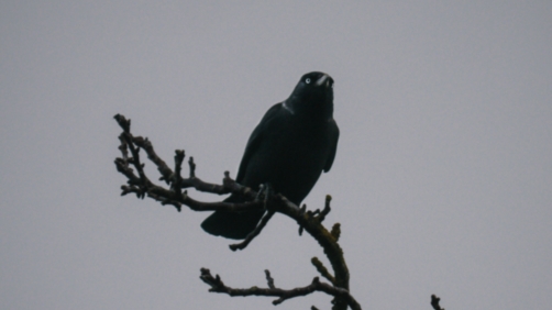 Image of a bird