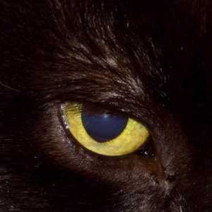 Image of a cat's eye