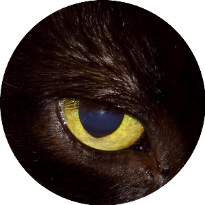 Image of a cat's eye