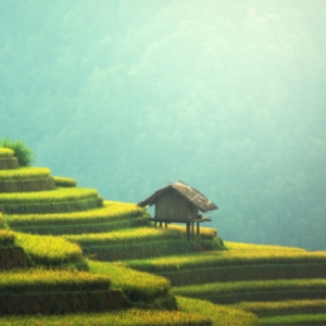 Person Standing on Terraces