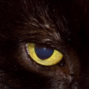 Image of a cat's eye