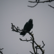 Image of a bird